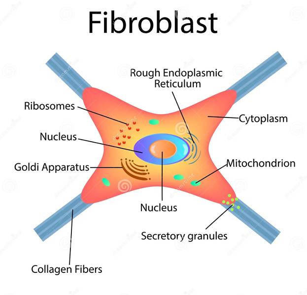 Fibroblast structure