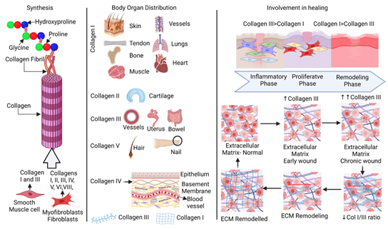 Types of Collagen, structure, body organ distributions, locations, and involvement in healing