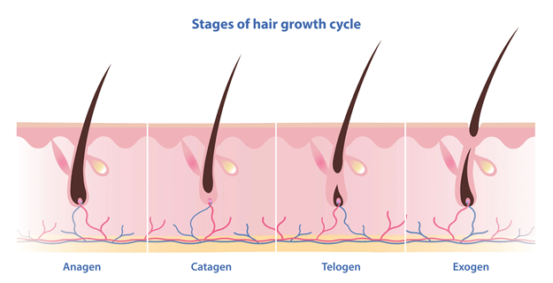 Stages of Hair Growth Cycle