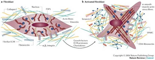 Fibroblasts and Extracellulare matrix of skin GHK-Cu