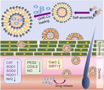 GHK-Cu and Inflammation