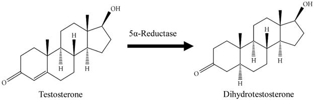 5a-Reductase, Testosterone and DHT