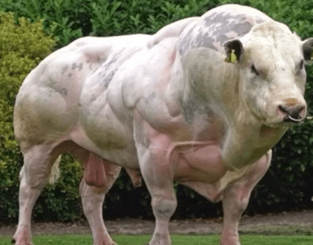 Belgian Blue
