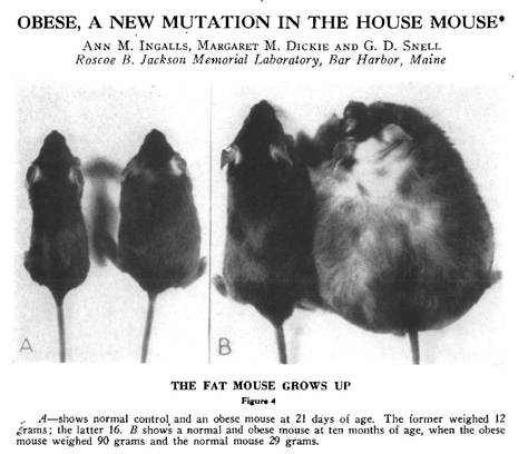 OB Mouse is a spontaneously occuring mutation in mice that caused obese. The gene involved was the Leptin gene