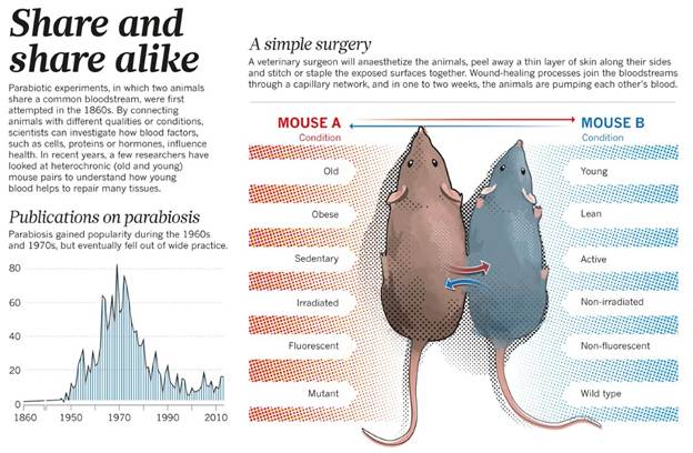 Parabiosis. What would happen if you physically connect the circulation of an OB mouse with an Normal ,mouse. Would you correct the defect in OB mouse? How would the normal mouse respond?