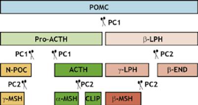 Understanding Alpha-MSH and the Melanocortin System