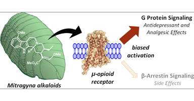 Mitragyna alkaloids bing the mu receptor like morphine does, activated a Gprotein, but does not recruit the arrestins which lead to respiratory depression side effect.