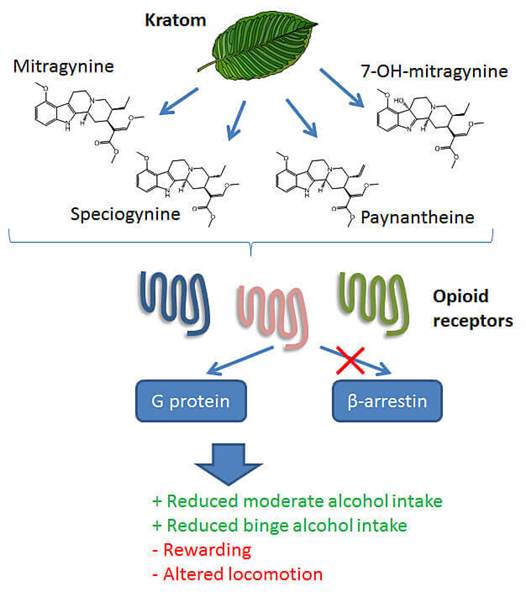 Mitragyna alkaloids bing the mu receptor like morphine does, activated a Gprotein, but does not recruit the arrestins which lead to respiratory depression side effect.