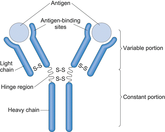 Antigen Antibody binding