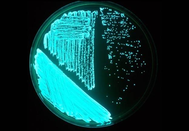 Vibrio Harveyi fluorescing on an agar plate