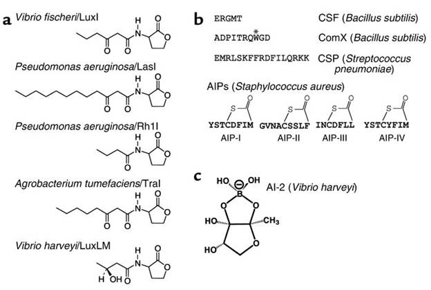 Autoinducers AI 2 the chemical signal class which were the language of bacterial species were discovered by Dr. Bonnie Bassler.
