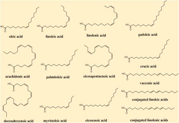 PUFA- Polyunsaturated Fatty Acids