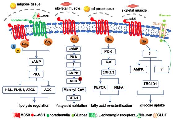 Semaxzbinds MelanoCortin receptor MC 5