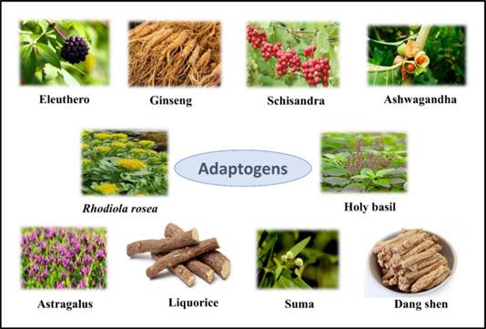 Adaptogens: Ancient Herbs, Modern Science, and the Biology of Stress&nbsp;Resilience