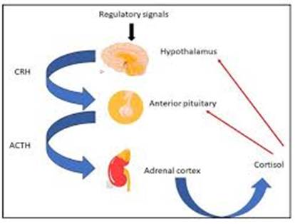 CRH - ACTH - Cortisol pathway