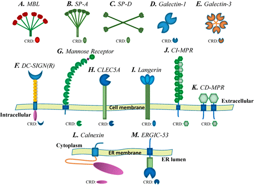 Galectin-3