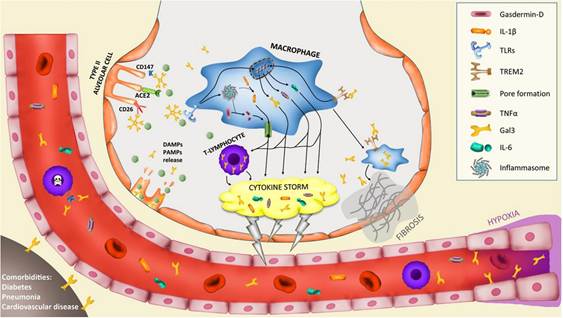 Cytokines of Sepsis/ Cytokine Storm